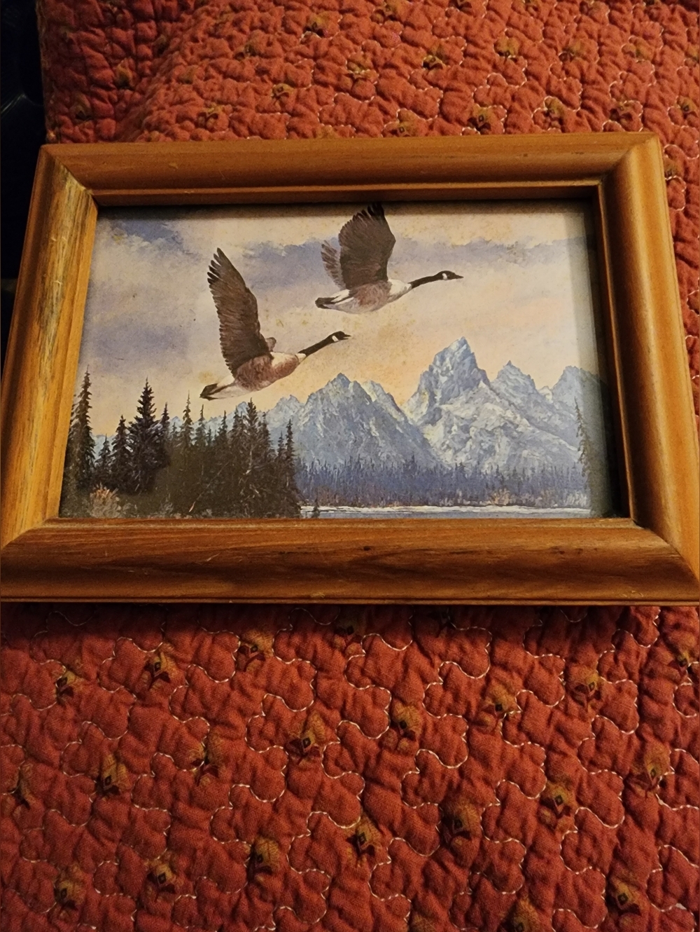 Canadian Goose Framed Picture